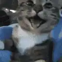 Happy Catto Cat