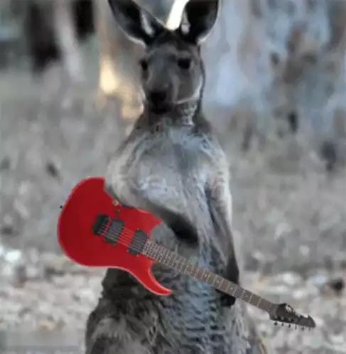 Kangaroo's Happy Guitar Dance