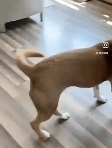Happy Dog Excited Dog