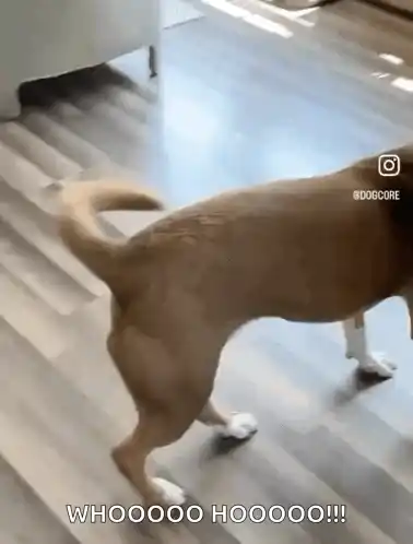 Happy Dog Excited Dog