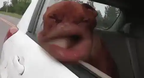 Happy Dortmund Dog Enjoys Car Ride