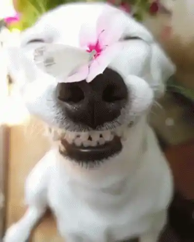 Happy Pup with a Flower on its Nose