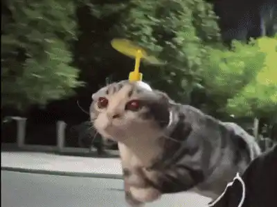 Hat Cat Spin Cat