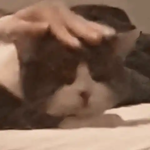 Head Pat Cat