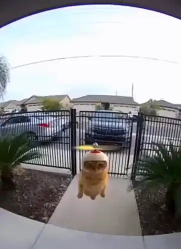 Helicopter Cat Wunkus
