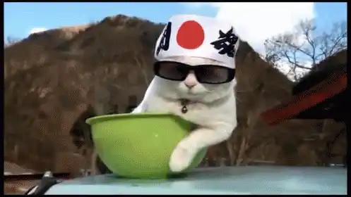 Cool Cat in Sunglasses & Japanese Headband