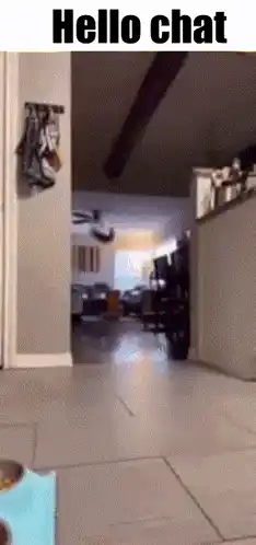 Hello Chat Cat Meme
