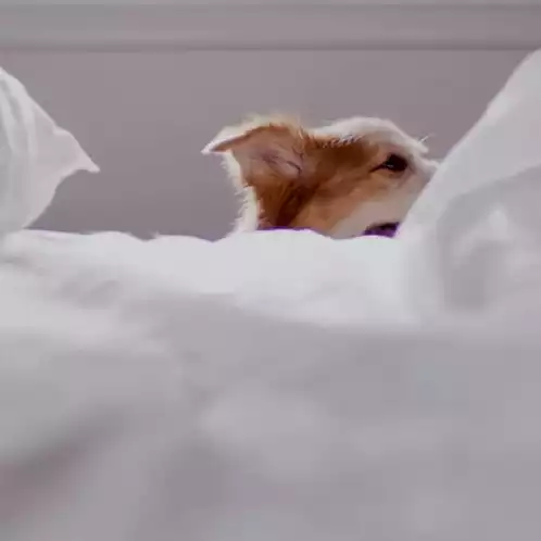 Oh, Hello Dog