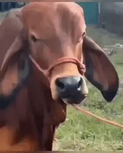 Funny Huh Huh Cow Expression