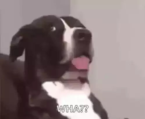 Confused Dog Says 'WHA??'