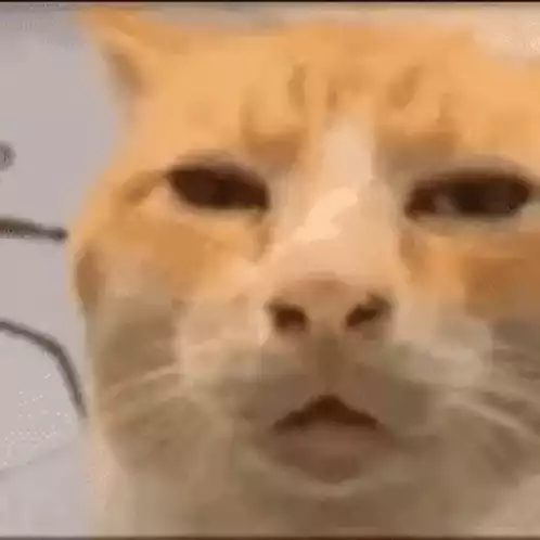 Confused Cat Says Huhh