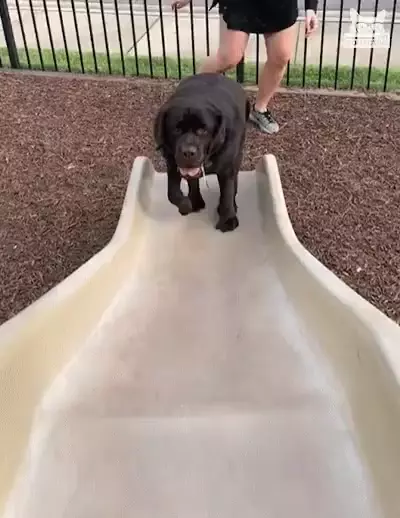 Labrador Puppy Hesitates on Slide