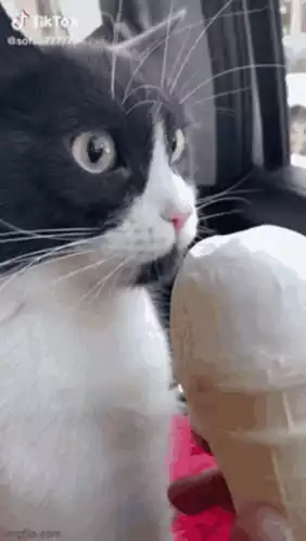 Cat Looks at Ice Cream