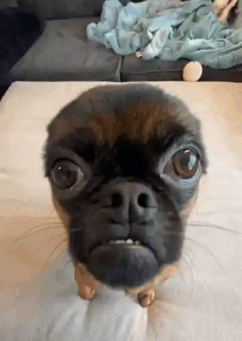Indigingoingot Chickencoup the Dog