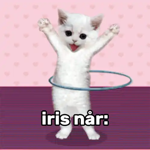 Iris Når: Kitten Hula Hoop Meme