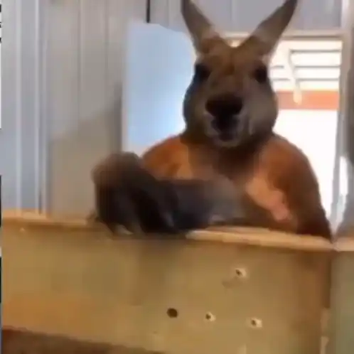 Kangaroo's Surprise Attack