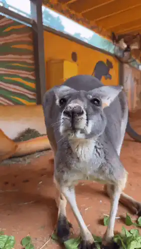 Funny Kangaroo Eating Up Close