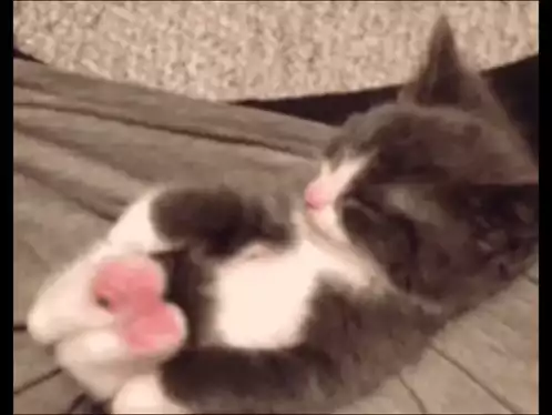 Kedi Stretch Cat: Adorable Sleeping Kitten