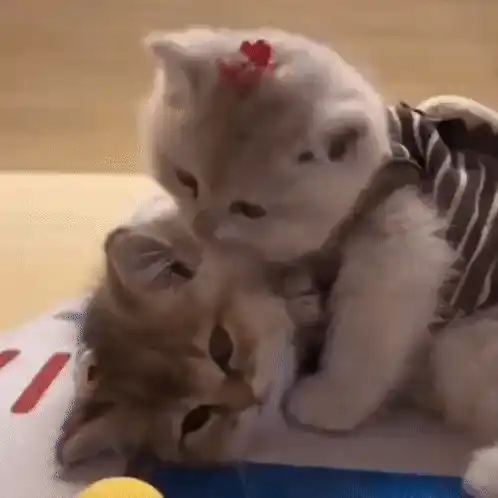 Kitten Cats