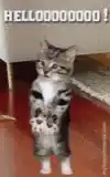 Kitten Says Hellooo