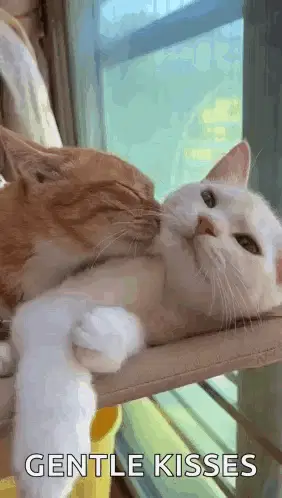 Adorable Cats Sharing Gentle Kisses