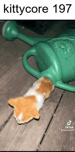 Kittycore Cat