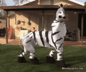 Funny Zebra Costume in Yard