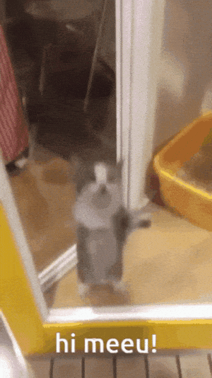 Happy Cat Meeu Says Hi
