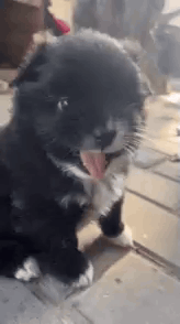 Dog Poke