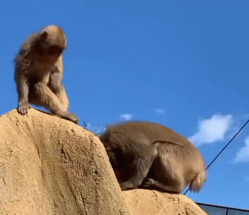 Funny Monkey on a Rock
