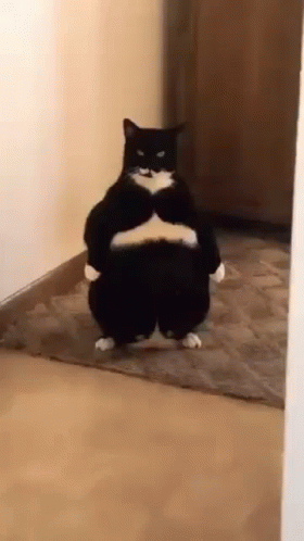 Funny Cat Standing Upright