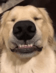 Cute Dog Smiling and Making Funny Faces