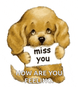 Cute Puppy Puppy