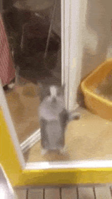 Cute Cat Standing by a Door