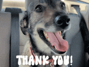 Thank You from Stormy Zelda Luci the Dog