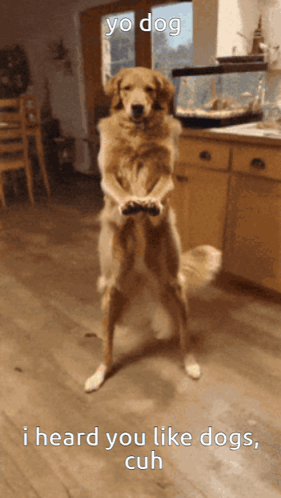 Dogs