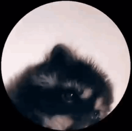 Cute Raccoon Circle Dance