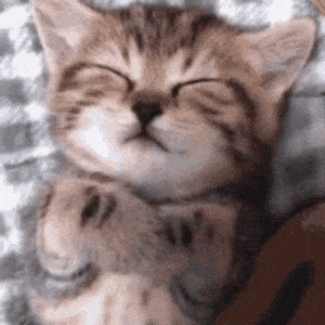 Sleeping Kitten Tucked In