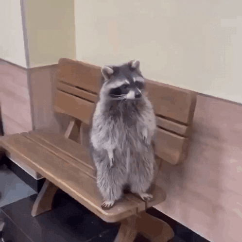 Raccoon Standing on a Bench