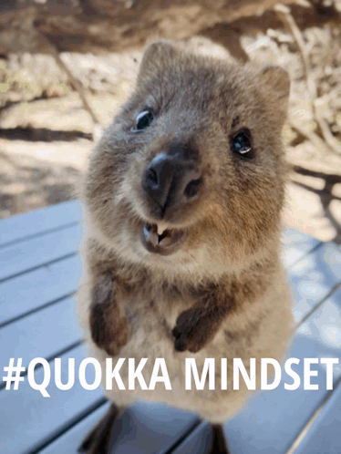 Funny Quokka Memes: Mindset, Maxing, Mewing