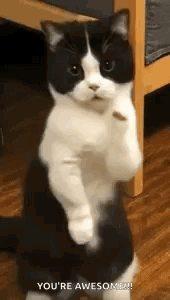 Awesome Dancing Cat Shows Off Its Moves