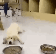 Hungry Dogs