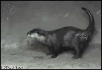 Cute Otter Twerking Dance