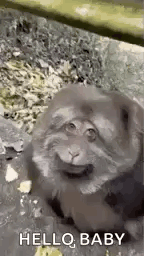 Fat Fat Monkey