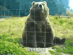 H2di Bear Wave