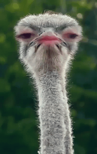 Funny Ostrich Blinks Slowly