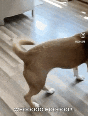 Happy Dog Excited Dog