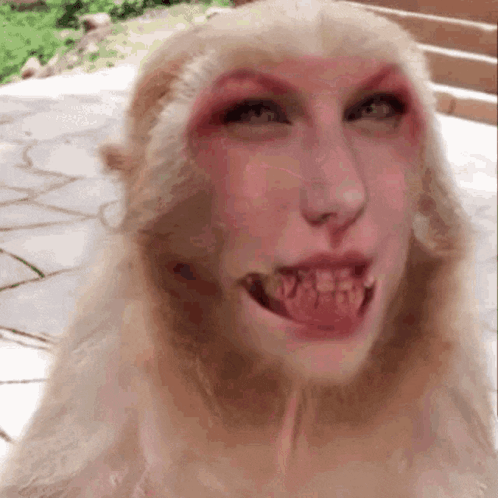 Taylor Swift Monkey