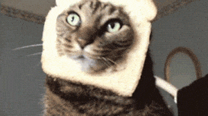 Funny Cats
