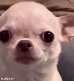 Angry Funny Dog Angry Dog